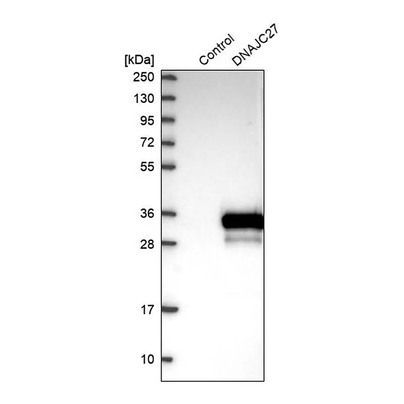 Merck Anti-DNAJC27 antibody produced in rabbit