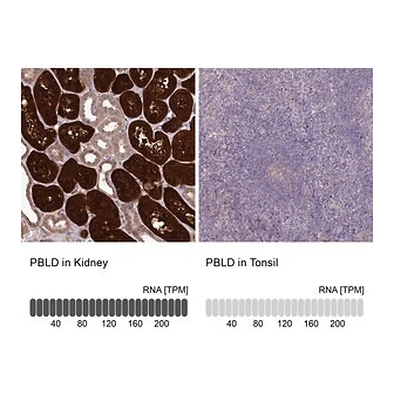 Merck Anti-PBLD antibody produced in rabbit