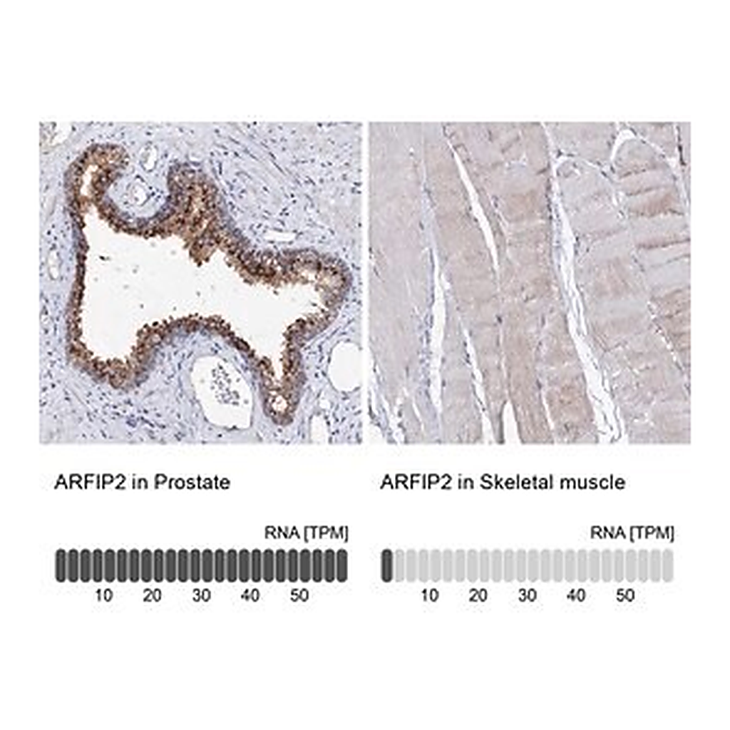 Merck Anti-ARFIP2 antibody produced in rabbit