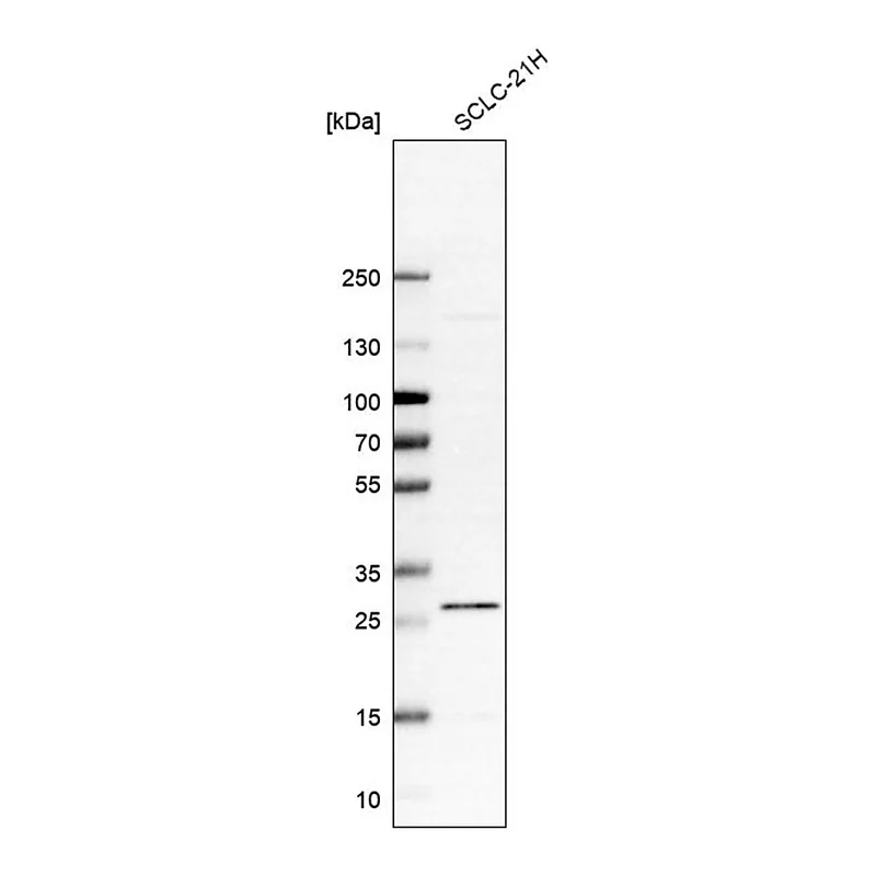 Merck Anti-C12orf65 antibody produced in rabbit