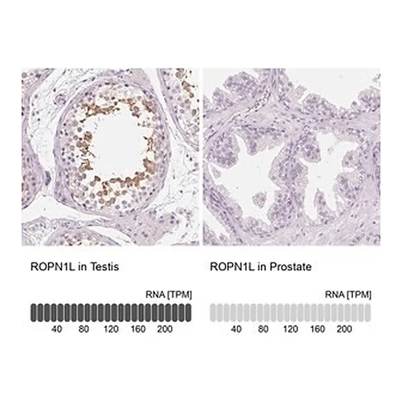Merck Anti-ROPN1L antibody produced in rabbit