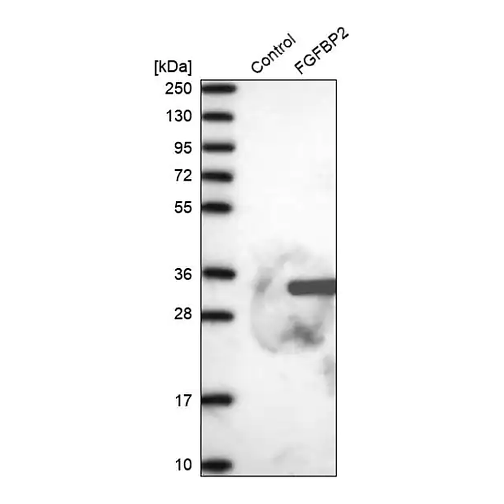 Merck Anti-FGFBP2 antibody produced in rabbit