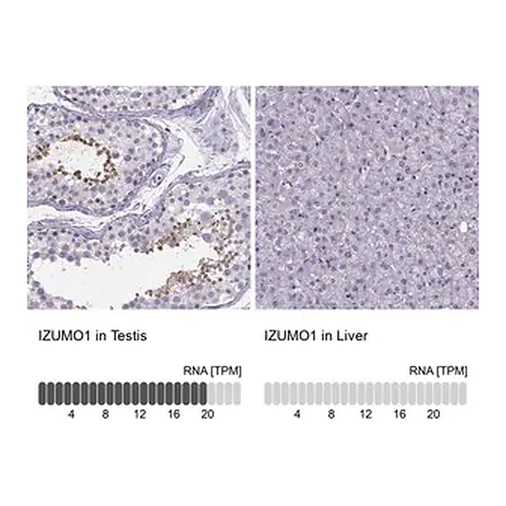 Merck Anti-IZUMO1 antibody produced in rabbit