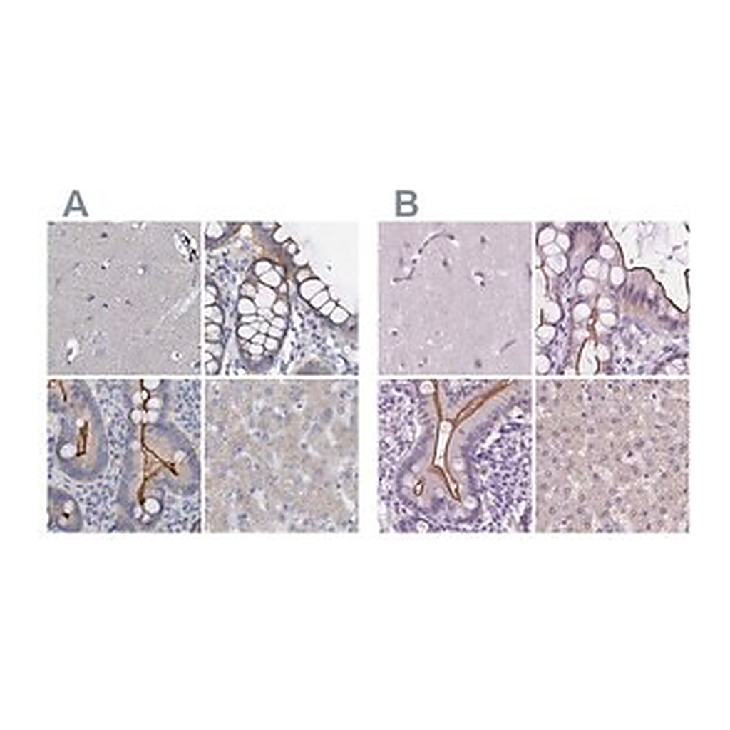 Merck Anti-ACY3 antibody produced in rabbit