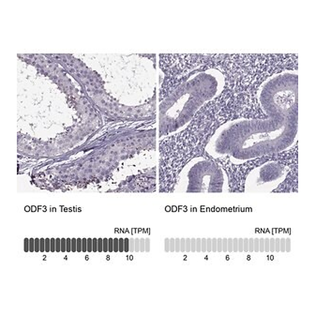 Merck Anti-ODF3 antibody produced in rabbit