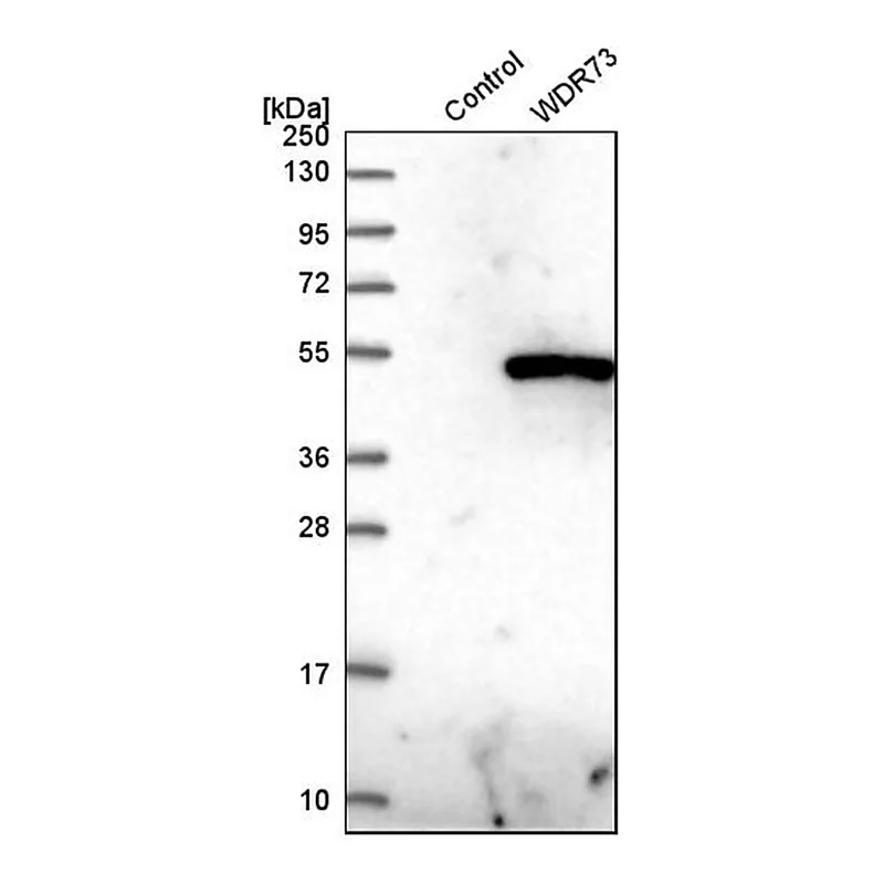Merck Anti-WDR73 antibody produced in rabbit