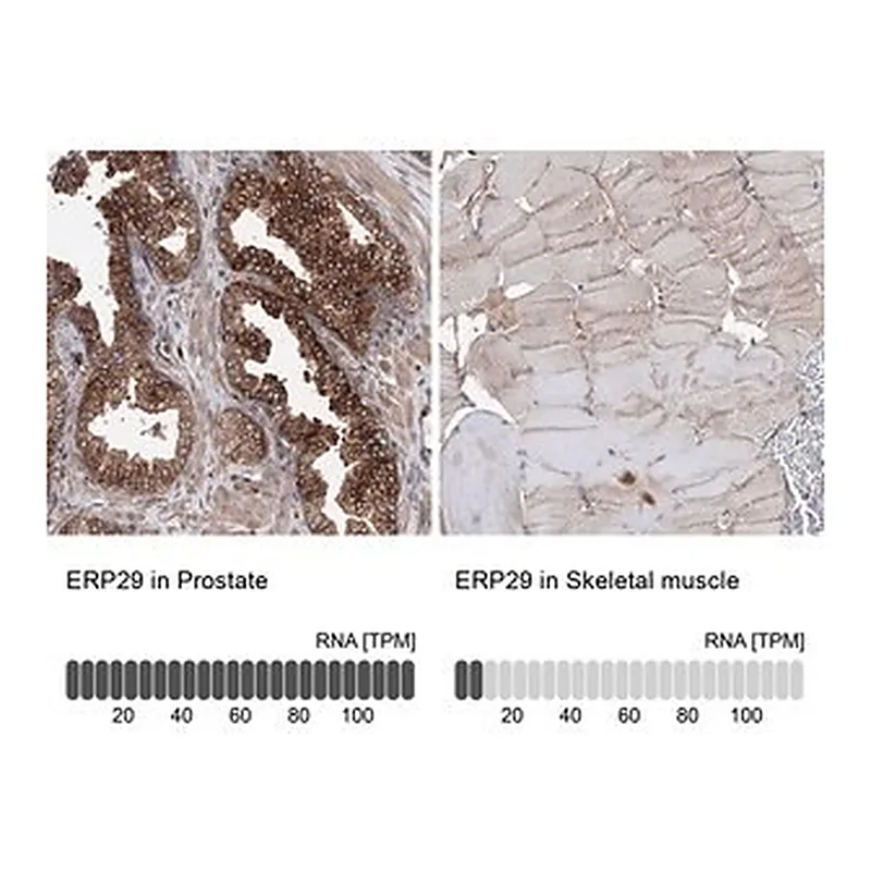 Merck Anti-ERP29 antibody produced in rabbit