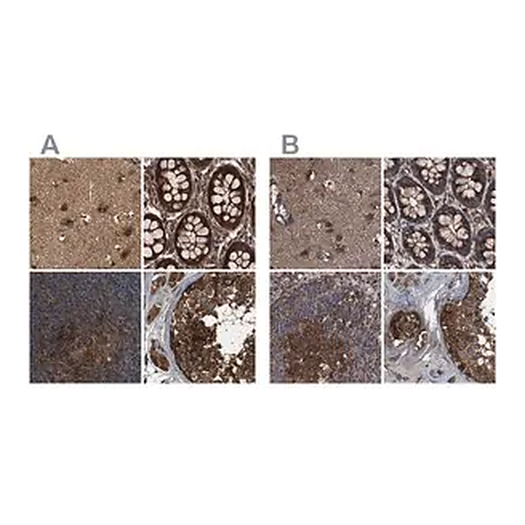Merck Anti-PEX5 antibody produced in rabbit