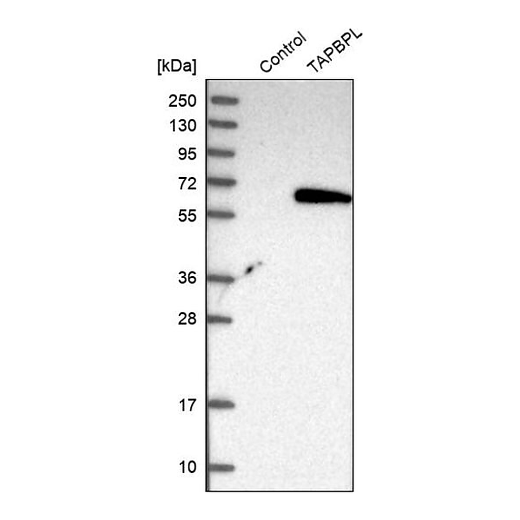 Merck Anti-TAPBPL antibody produced in rabbit