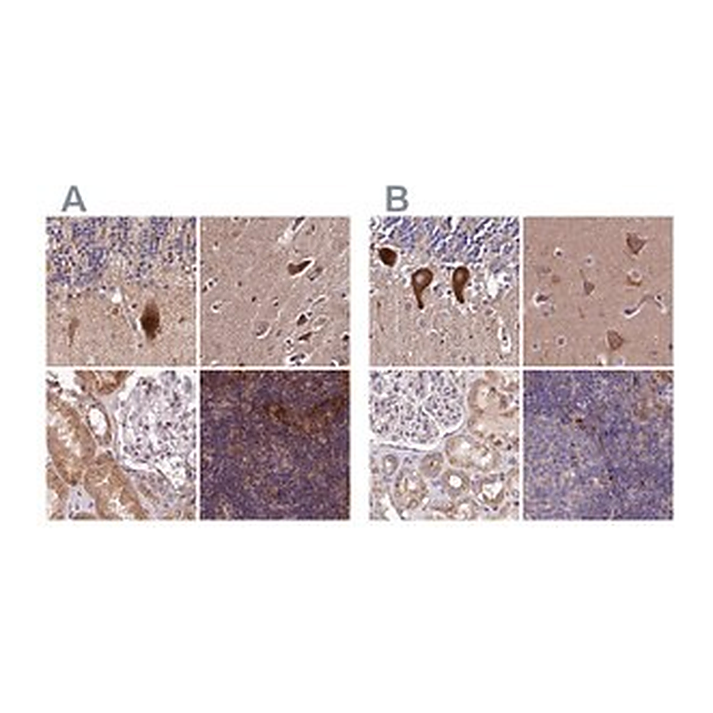 Merck Anti-SPRYD3 antibody produced in rabbit