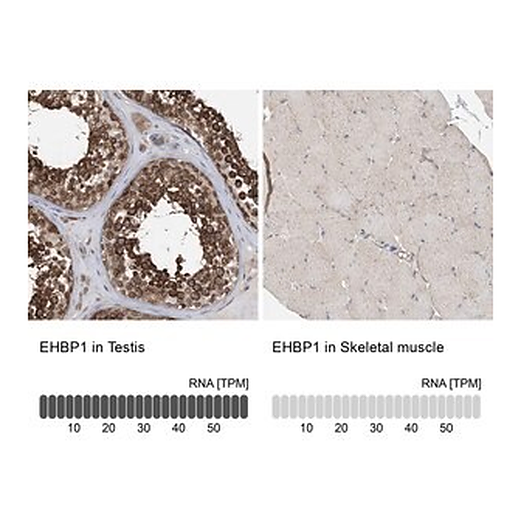 Merck Anti-EHBP1 antibody produced in rabbit