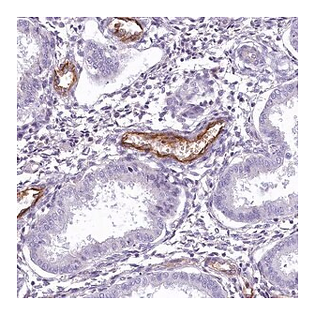Merck Anti-PROCR antibody produced in rabbit