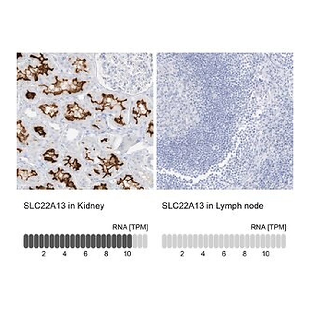 Merck Anti-SLC22A13 antibody produced in rabbit
