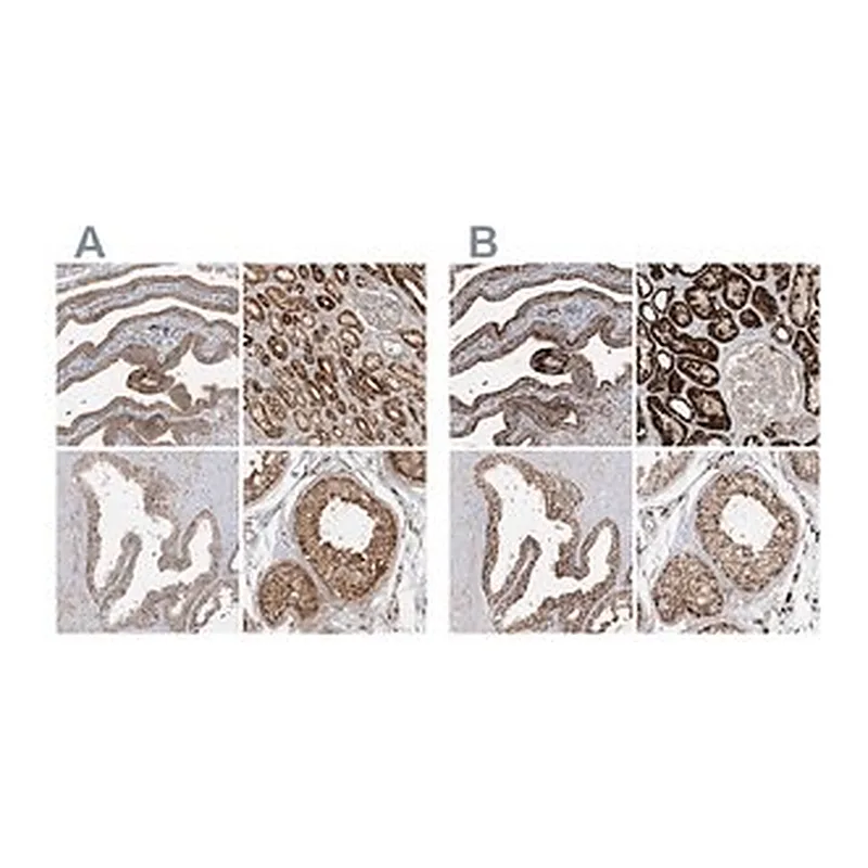 Merck Anti-NDUFAF3 antibody produced in rabbit