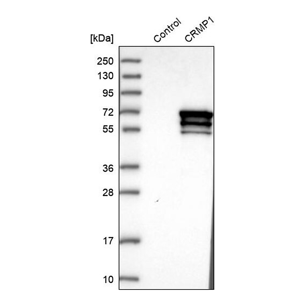 Merck Anti-CRMP1 antibody produced in rabbit