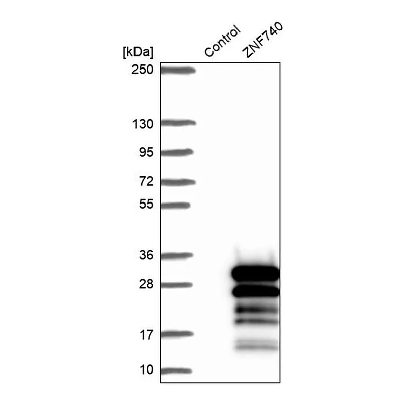 Merck Anti-ZNF740 antibody produced in rabbit