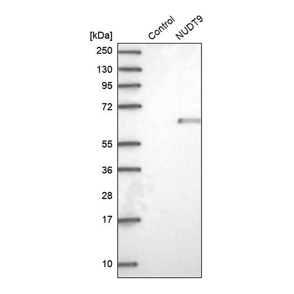 Merck Anti-NUDT9 antibody produced in rabbit