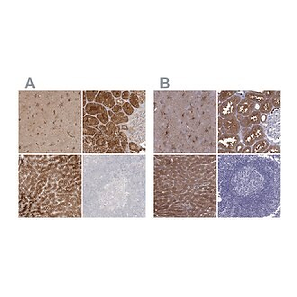 Merck Anti-ALDH1L1 antibody produced in rabbit