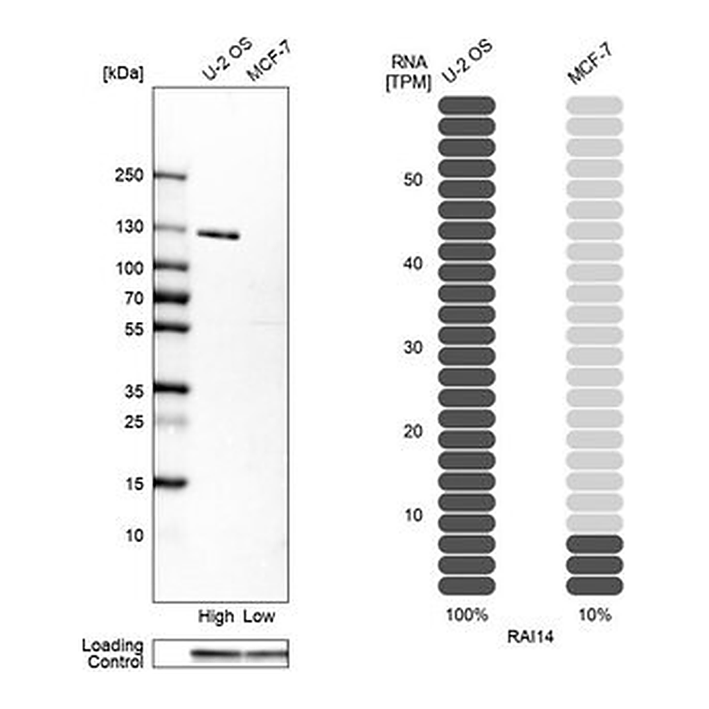 Merck Anti-RAI14 antibody produced in rabbit