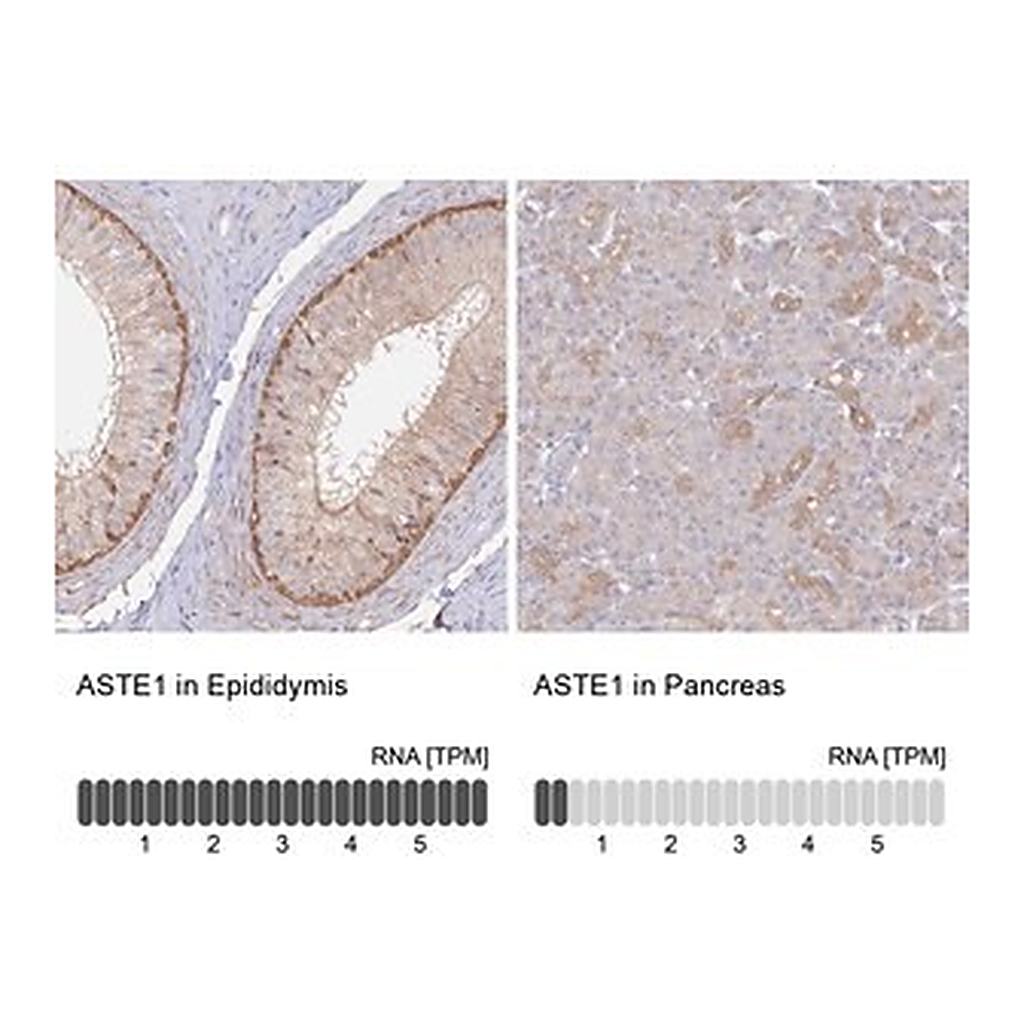 Merck Anti-ASTE1 antibody produced in rabbit