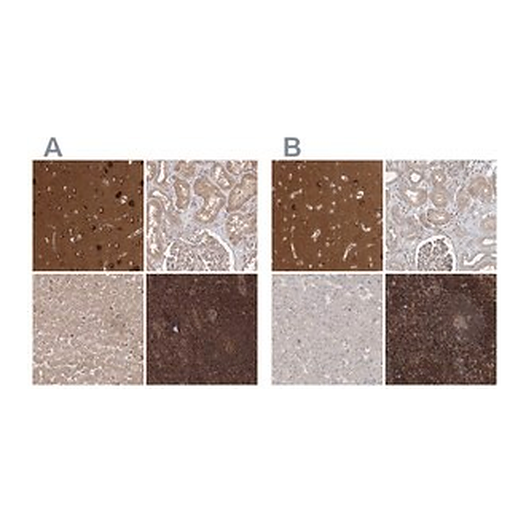 Merck Anti-WDR37 antibody produced in rabbit