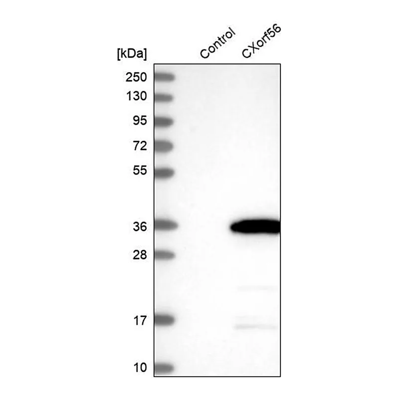 Merck Anti-CXorf56 antibody produced in rabbit