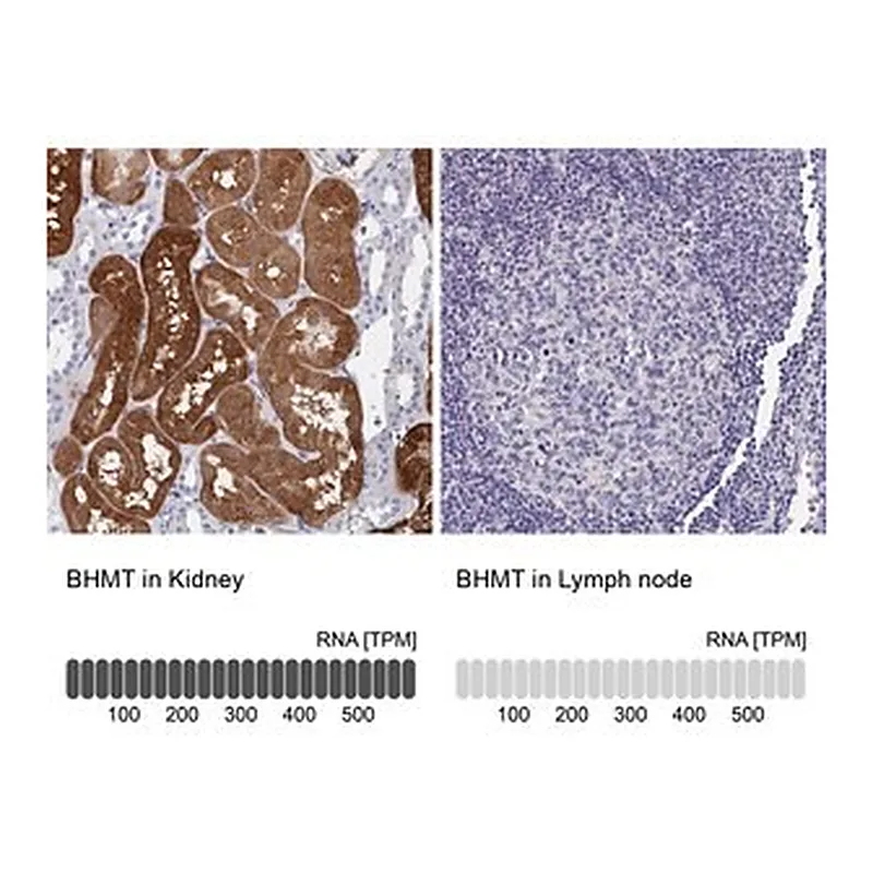 Merck Anti-BHMT antibody produced in rabbit