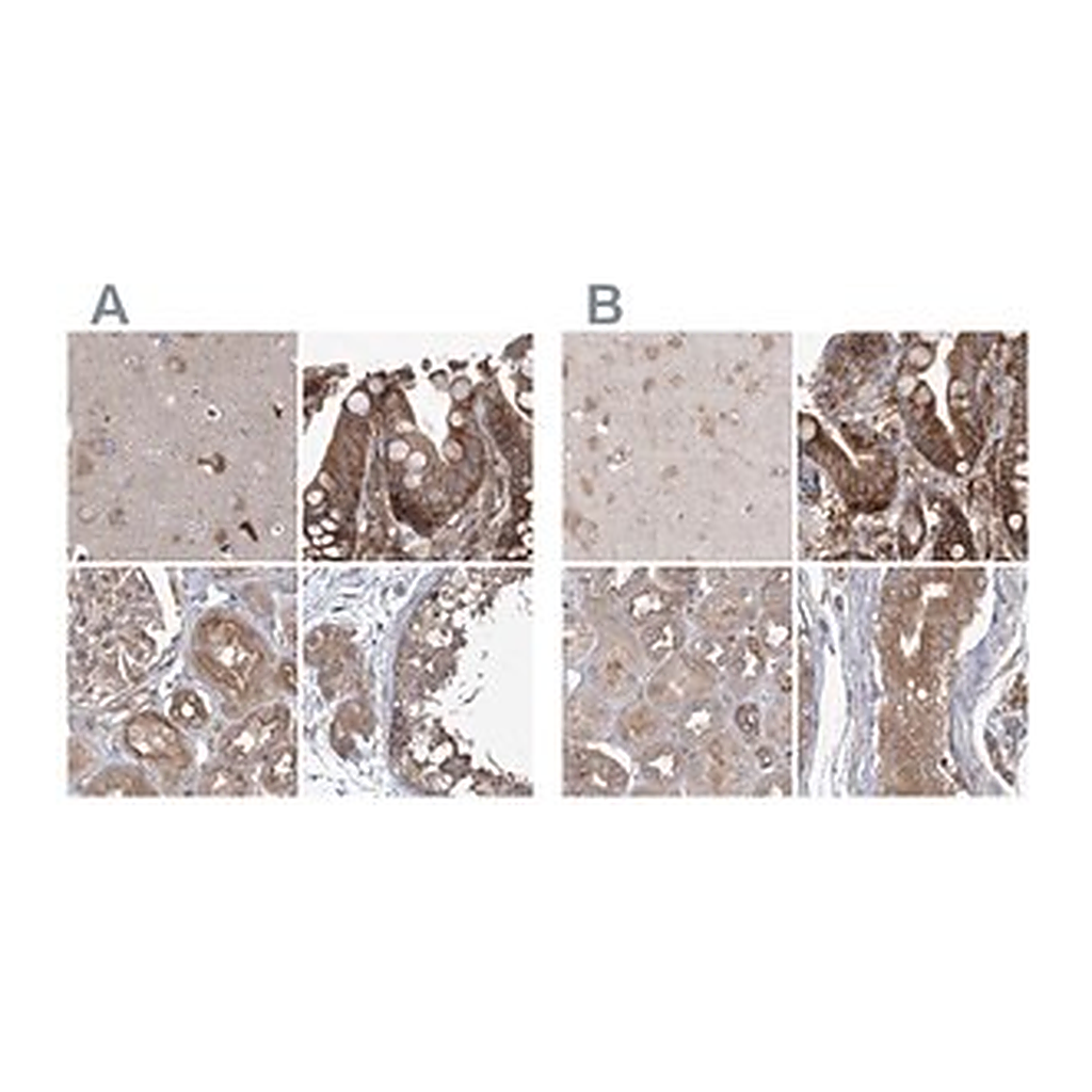 Merck Anti-EIF3A antibody produced in rabbit