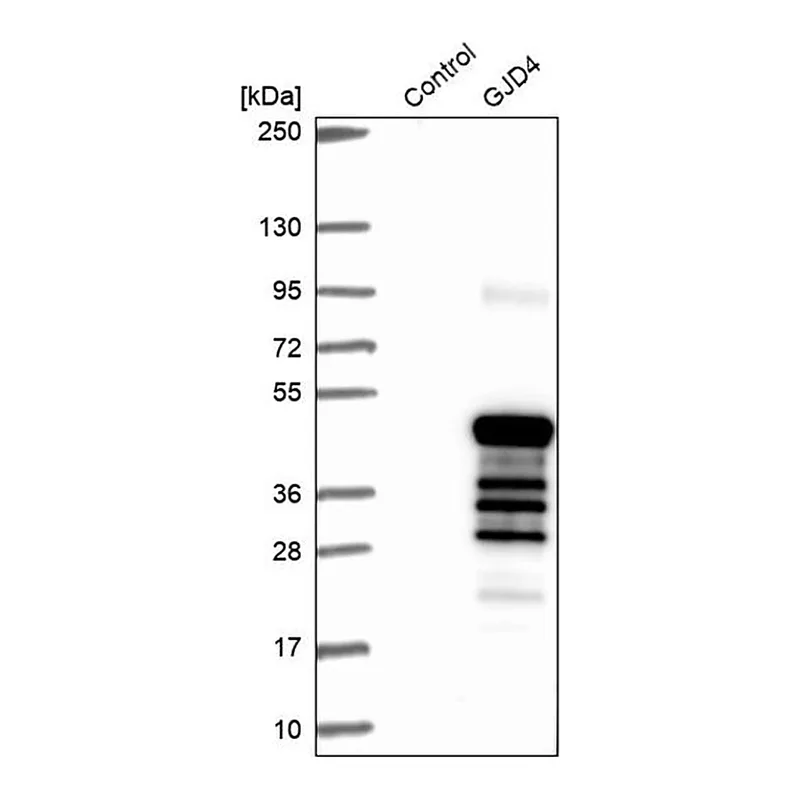 Merck Anti-GJD4 antibody produced in rabbit