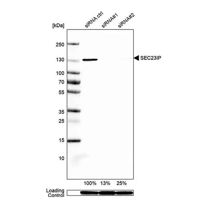 Merck Anti-SEC23IP antibody produced in rabbit