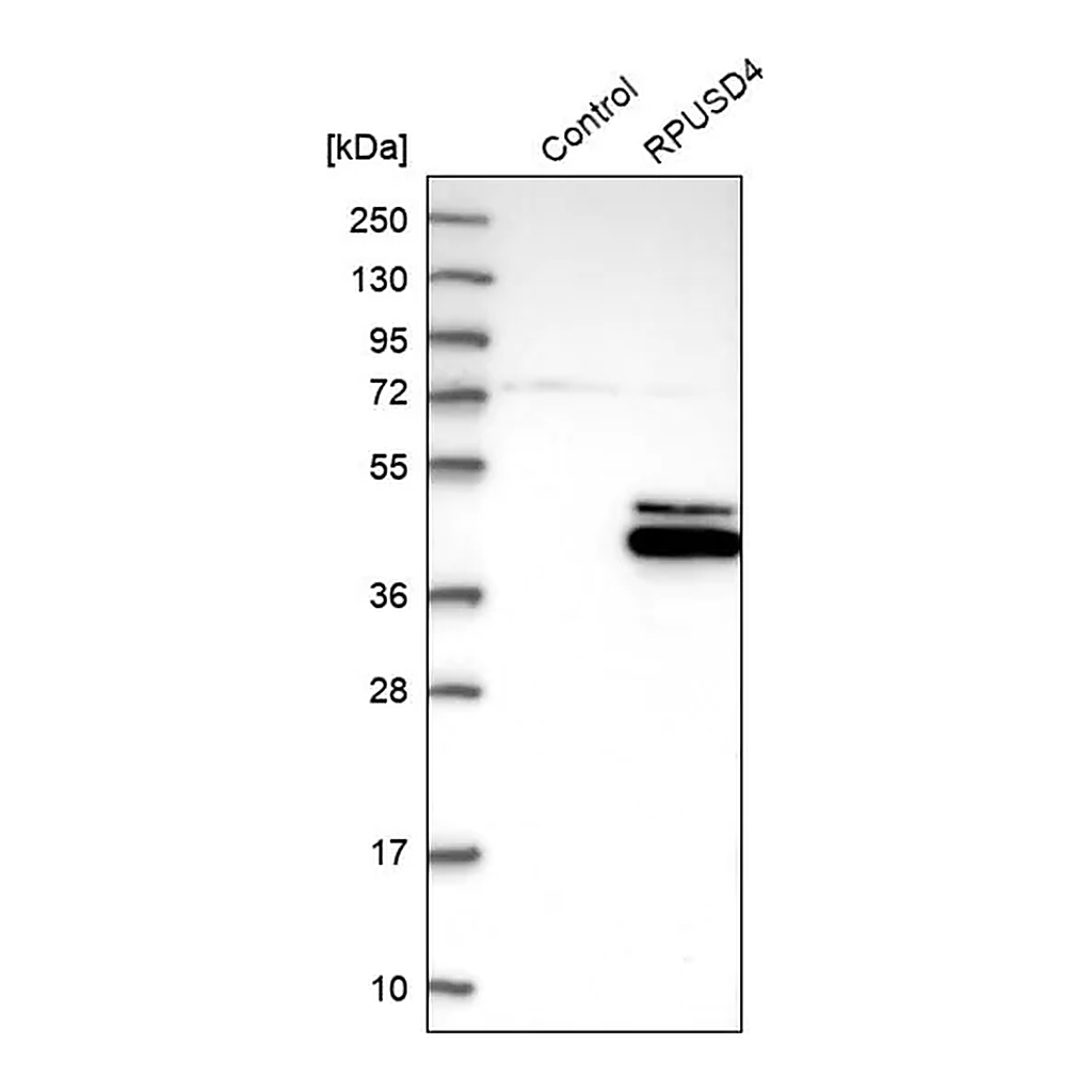 Merck Anti-RPUSD4 antibody produced in rabbit