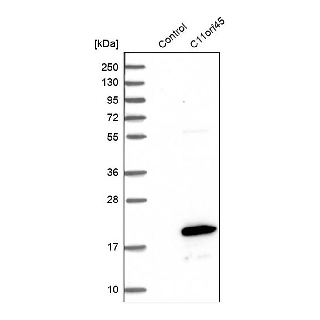 Merck Anti-C11orf45 antibody produced in rabbit