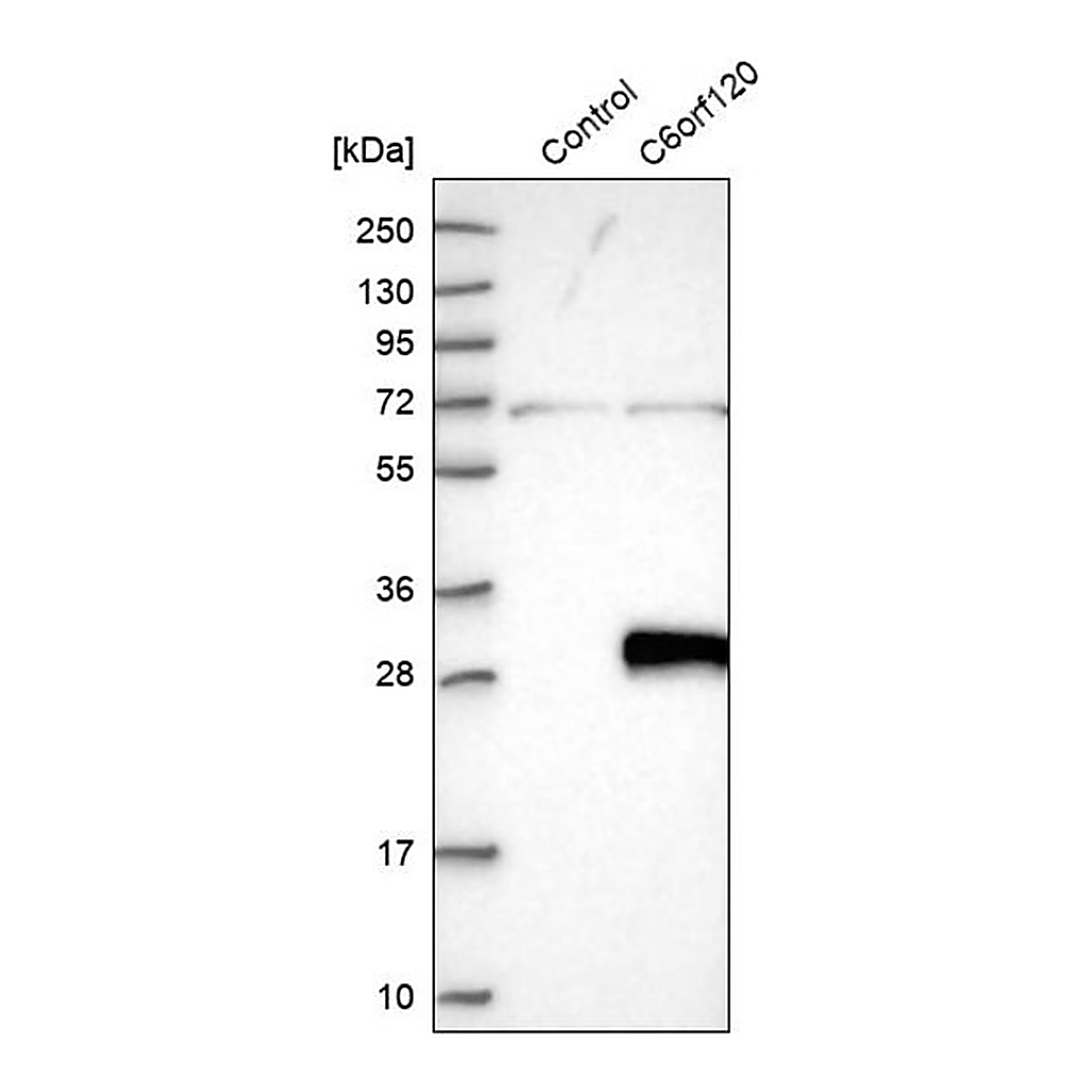 Merck Anti-C6orf120 antibody produced in rabbit