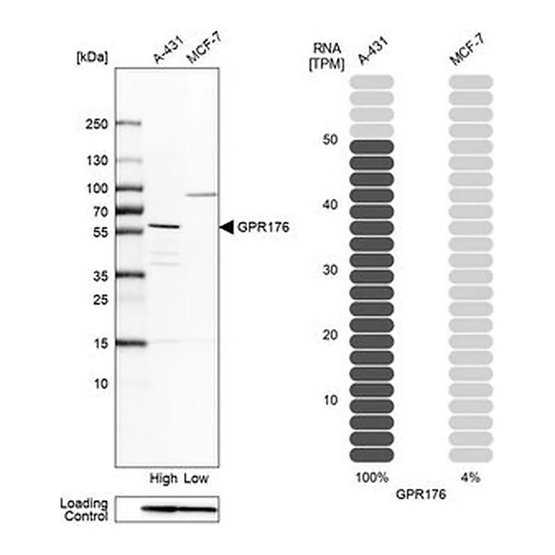 Merck Anti-GPR176 antibody produced in rabbit