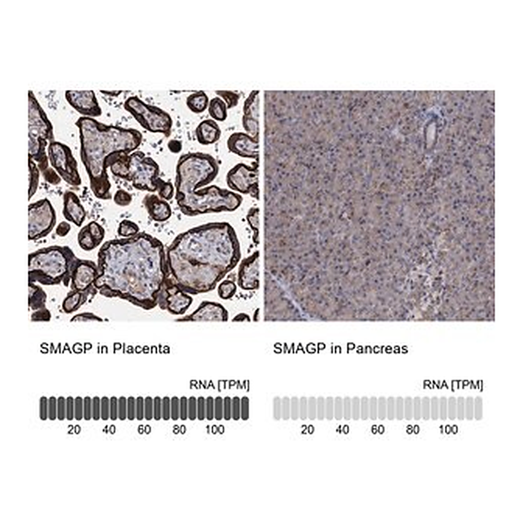 Merck Anti-SMAGP antibody produced in rabbit