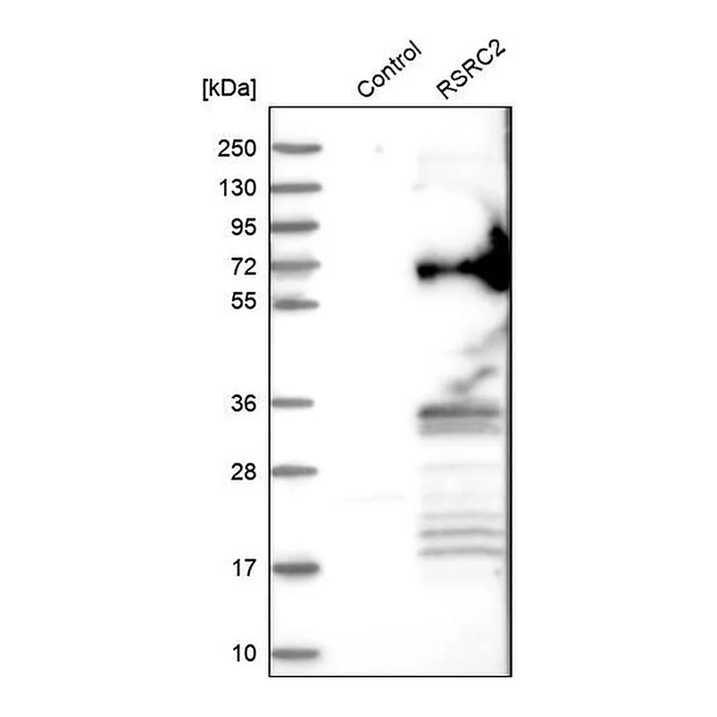 Merck Anti-RSRC2 antibody produced in rabbit