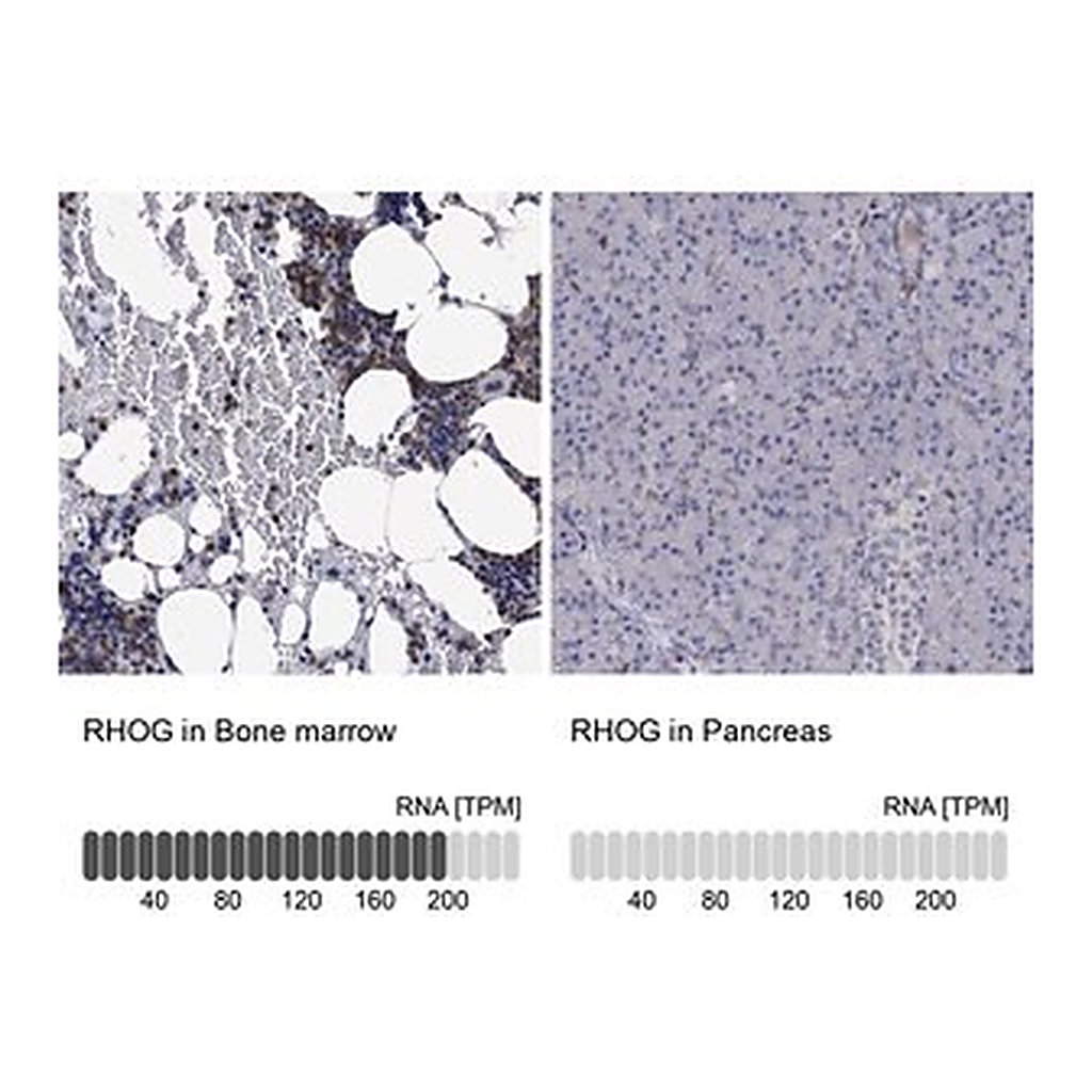 Merck Anti-RHOG antibody produced in rabbit