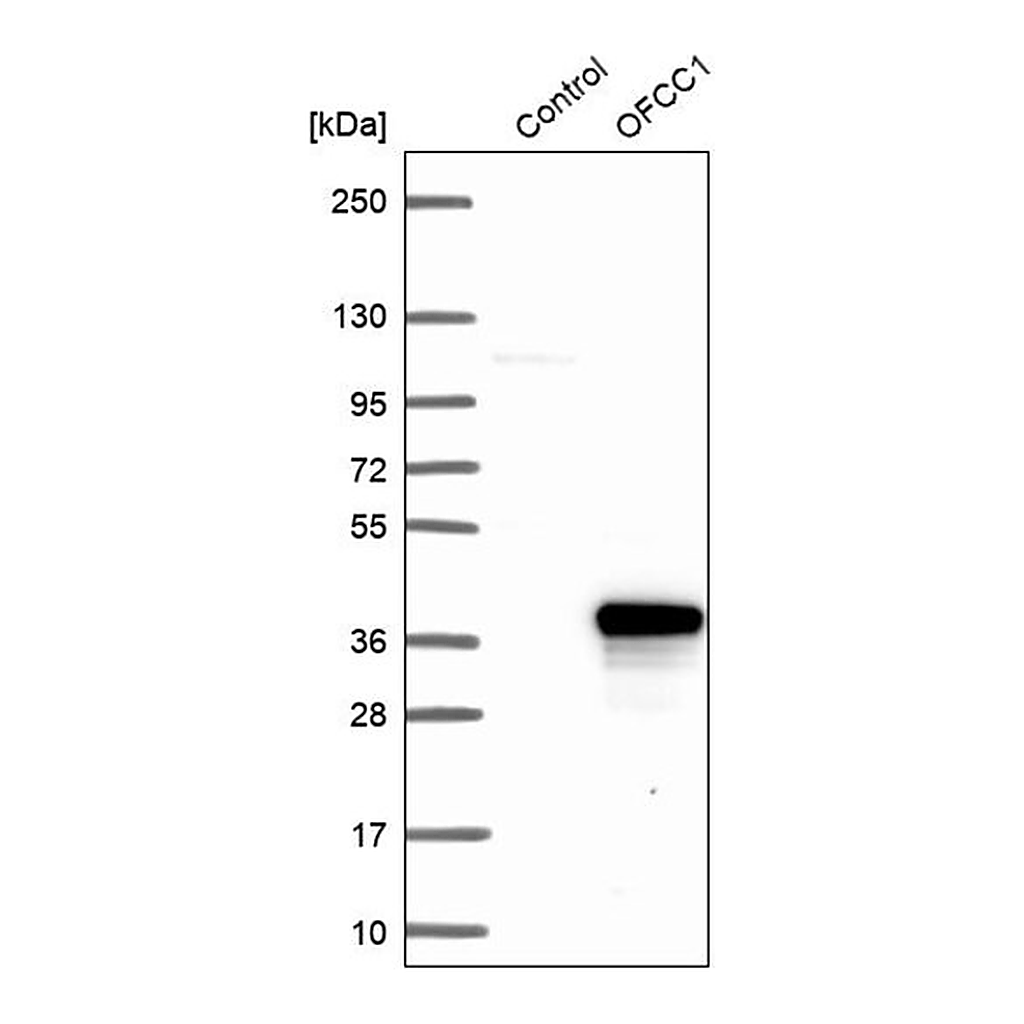 Merck Anti-OFCC1 antibody produced in rabbit