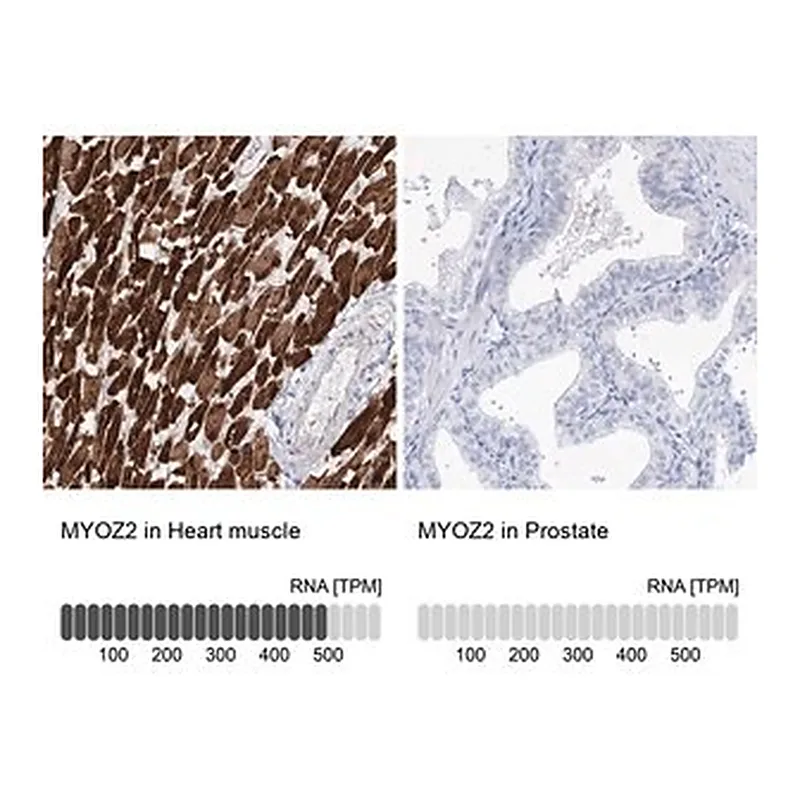 Merck Anti-MYOZ2 antibody produced in rabbit
