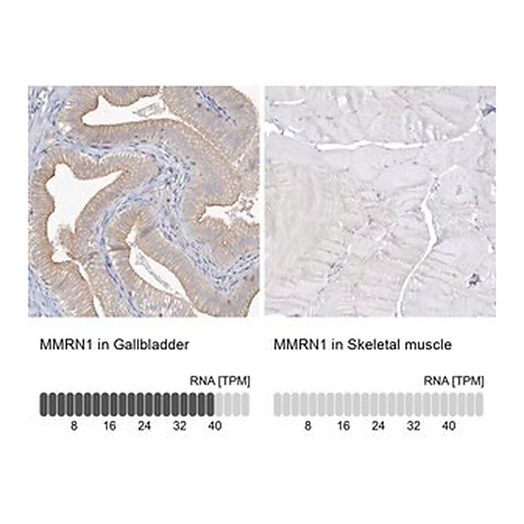 Merck Anti-MMRN1 antibody produced in rabbit