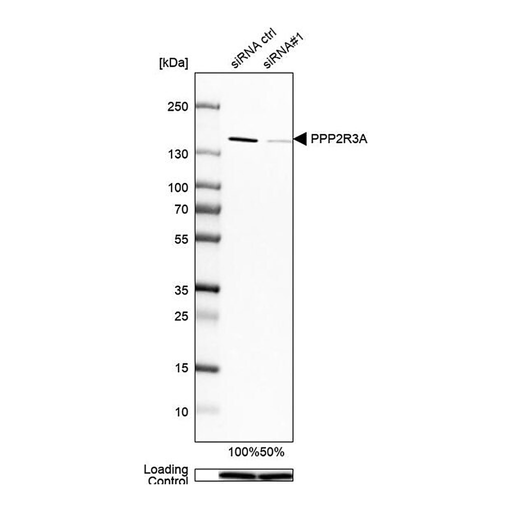 Merck Anti-PPP2R3A antibody produced in rabbit