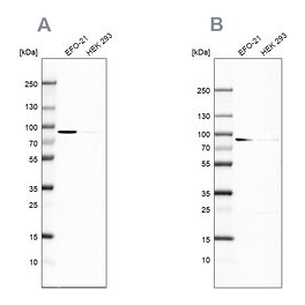 Merck Anti-DPP3 antibody produced in rabbit