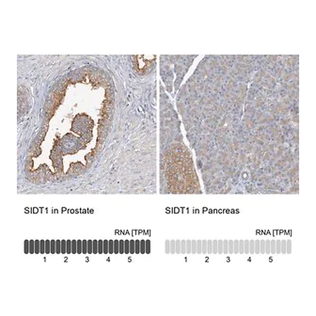 Merck Anti-SIDT1 antibody produced in rabbit
