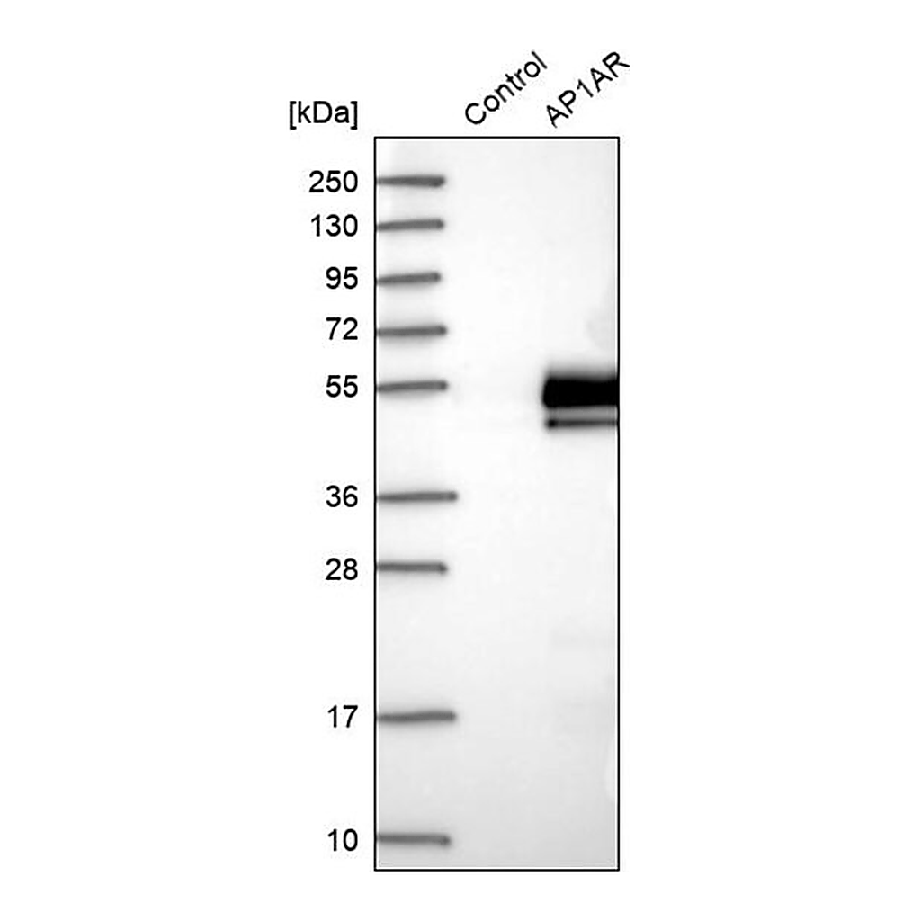 Merck Anti-AP1AR antibody produced in rabbit