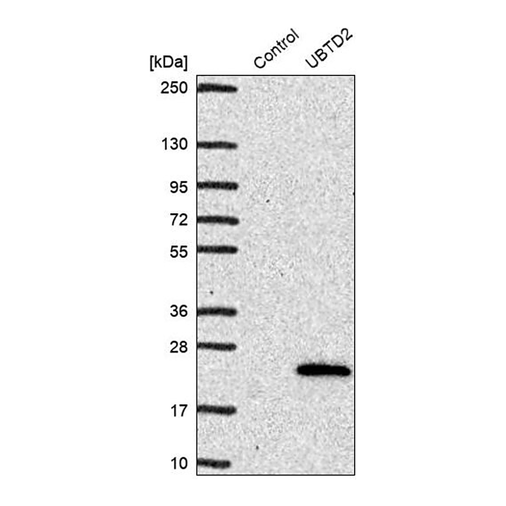 Merck Anti-UBTD2 antibody produced in rabbit