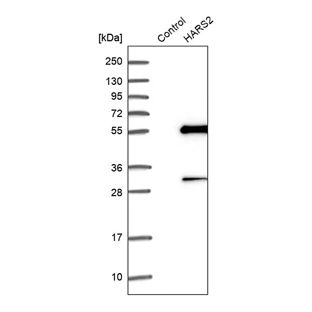 Merck Anti-HARS2 antibody produced in rabbit