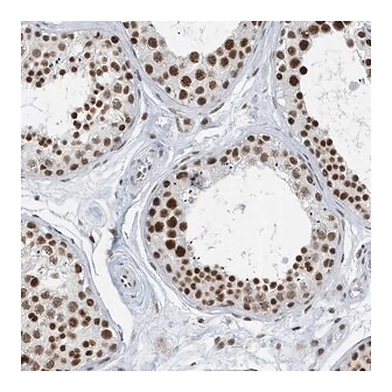 Merck Anti-FIP1L1 antibody produced in rabbit