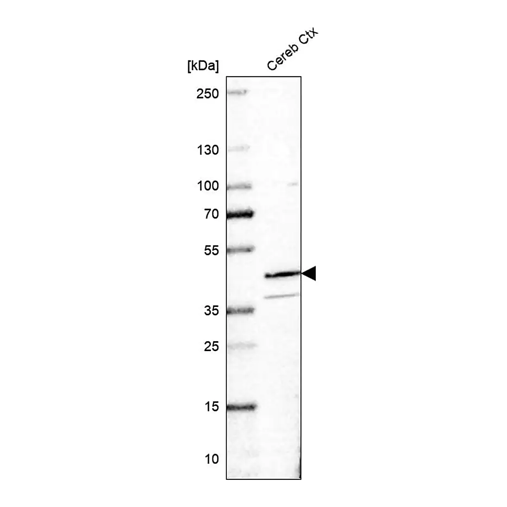 Merck Anti-RANBP3L antibody produced in rabbit