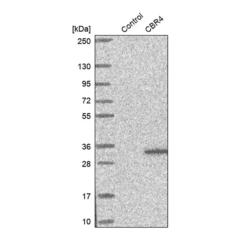 Merck Anti-CBR4 antibody produced in rabbit