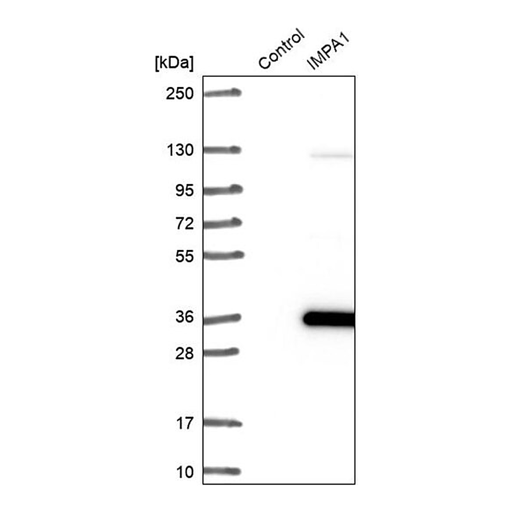 Merck Anti-IMPA1 antibody produced in rabbit